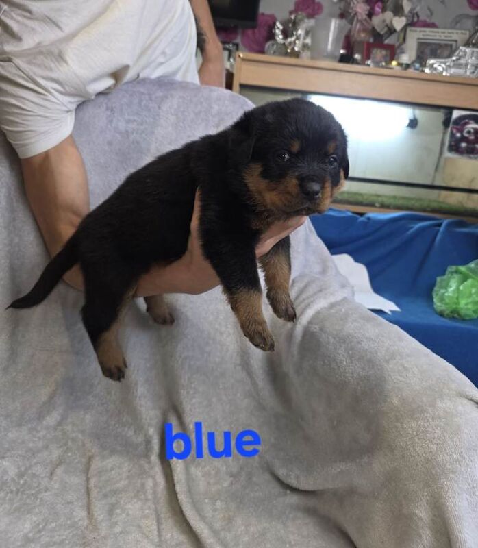 Rottweiler puppies for sale in Heathrow, London – 10 weeks old - Image 3 of 6