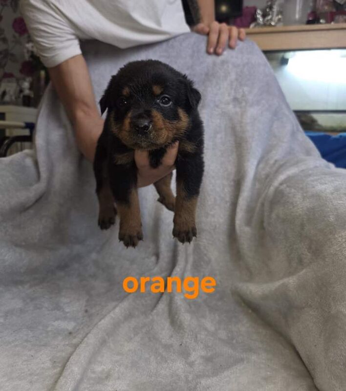 Rottweiler puppies for sale in Heathrow, London – 10 weeks old - Image 4 of 6