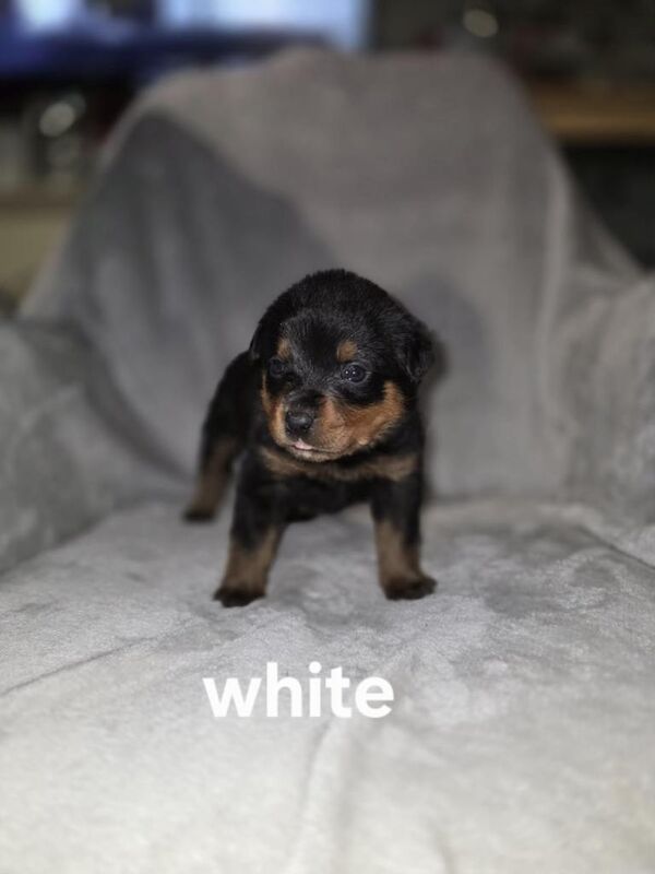 Rottweiler puppies for sale in Heathrow, London – 10 weeks old - Image 5 of 6