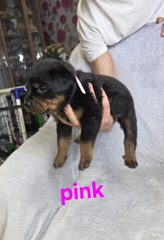 Rottweiler puppies for sale in Heathrow, London – 10 weeks old - Image 6 of 6