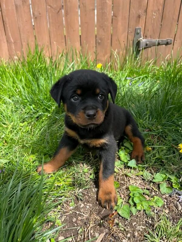 Purebreed Rottweiler Puppies Available For New Homes For Sale in Hoxton