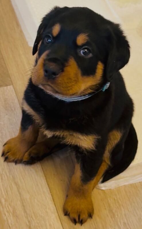 Ready now !!! Gorgeous full pedigree Rottweiler puppies