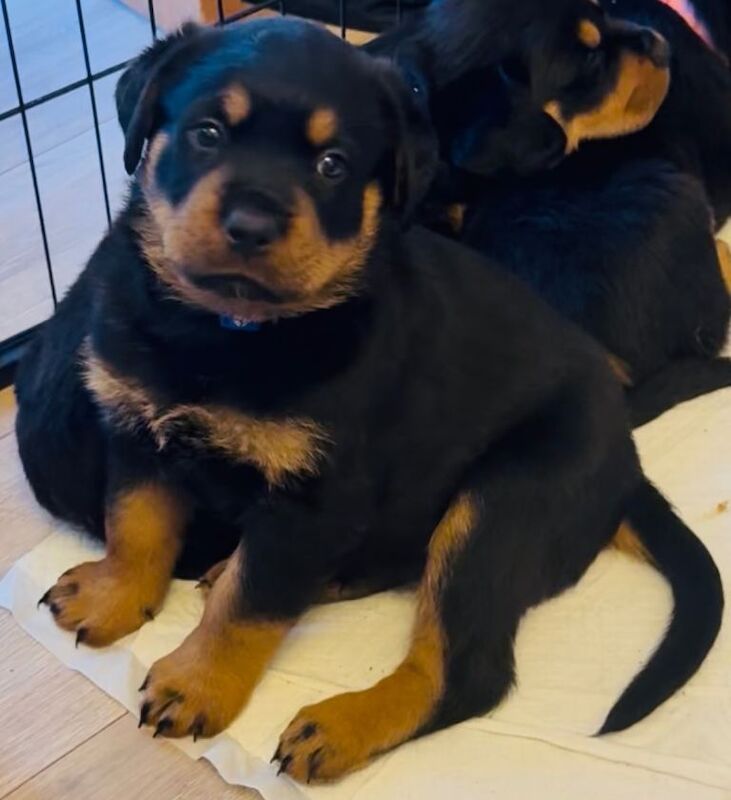 Ready now !!! Gorgeous full pedigree Rottweiler puppies - Image 2 of 5