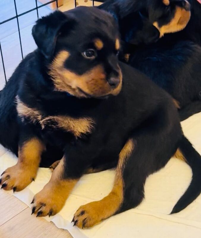 Ready now !!! Gorgeous full pedigree Rottweiler puppies - Image 3 of 5
