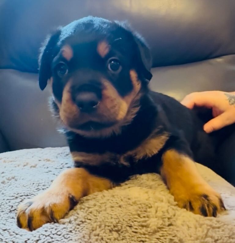 Ready now !!! Gorgeous full pedigree Rottweiler puppies - Image 4 of 5