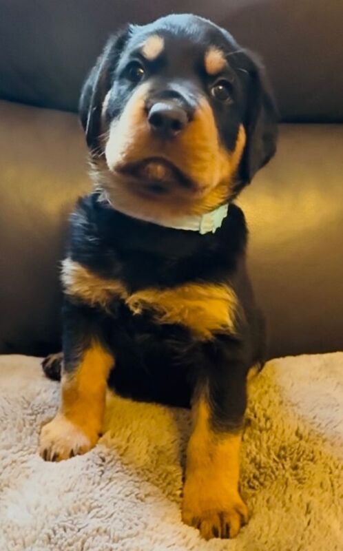 Ready now !!! Gorgeous full pedigree Rottweiler puppies - Image 5 of 5
