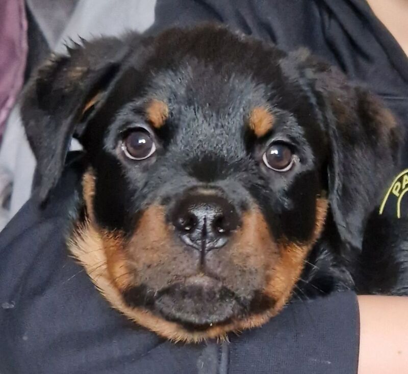 Waiting list open. Puppies should be ready to leave September 2026 - Image 12 of 15