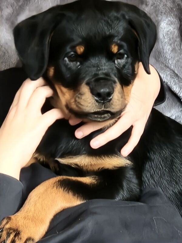 Waiting list open. Puppies should be ready to leave September 2026 - Image 13 of 15