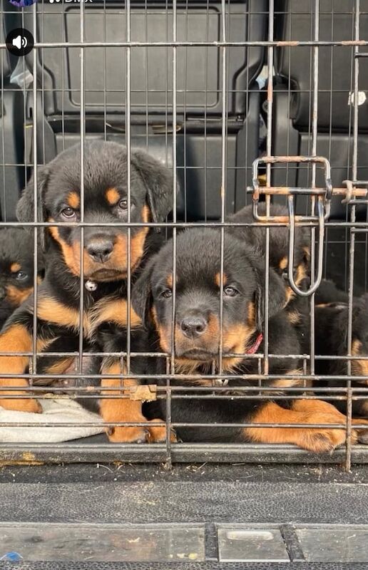 Rottweiler puppies for sale in Bournemouth, Dorset – 8 weeks old
