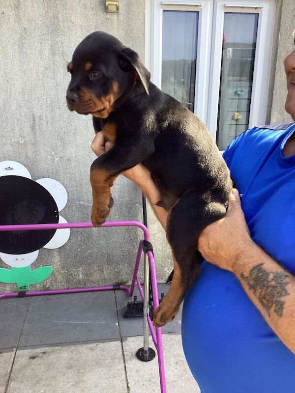 Ready now stunning rottweiler puppies