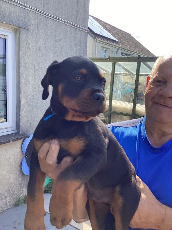 Ready now stunning rottweiler puppies - Image 2 of 4