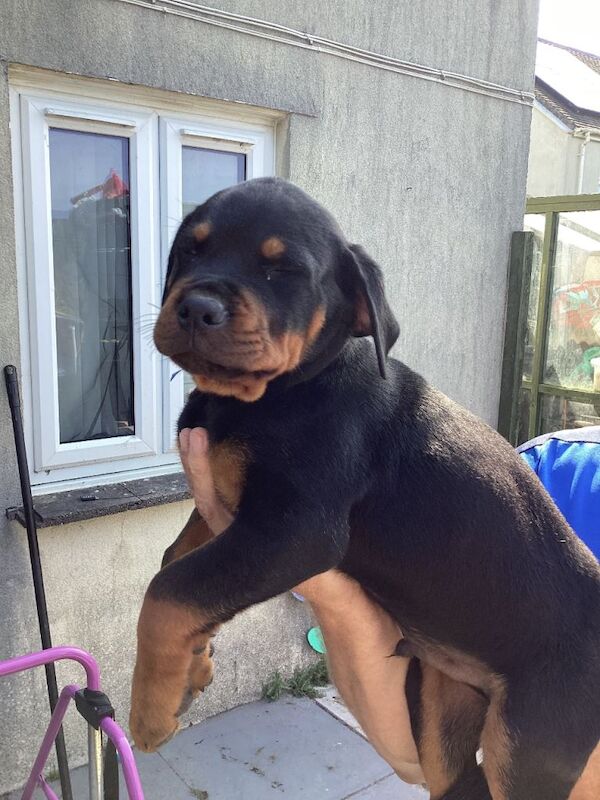 Ready now stunning rottweiler puppies - Image 3 of 4