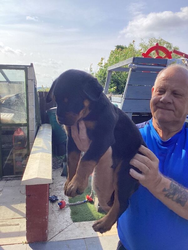 Ready now stunning rottweiler puppies - Image 4 of 4