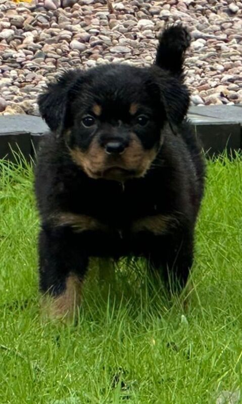Rottweiler puppies for sale in Leicestershire – KC registered, 11 months old - Image 2 of 15