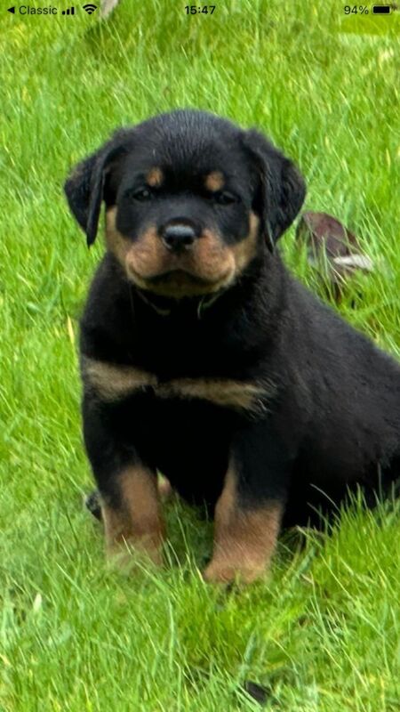 READY TO GO THIS WEEK! Beautiful Rottweiler Pups for sale in Leicestershire | Image 3