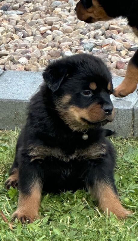 READY TO GO THIS WEEK! Beautiful Rottweiler Pups for sale in Leicestershire | Image 4