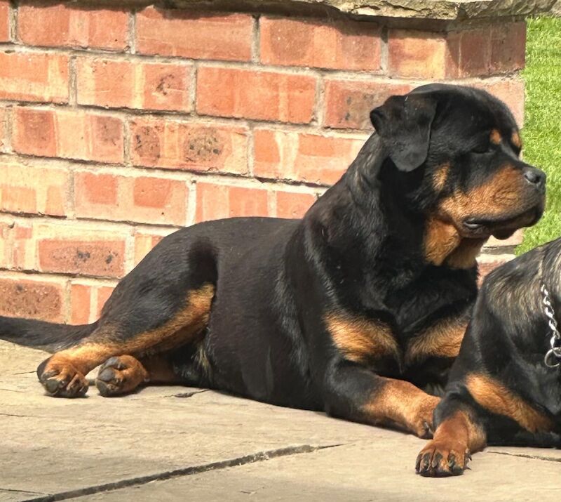 Rottweiler puppies for sale in Leicestershire – KC registered, 11 months old - Image 5 of 15