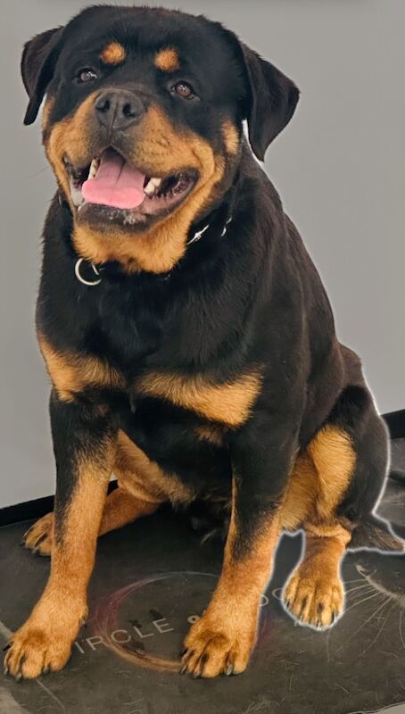 Rottweiler puppies for sale in Leicestershire – KC registered, 11 months old - Image 6 of 15
