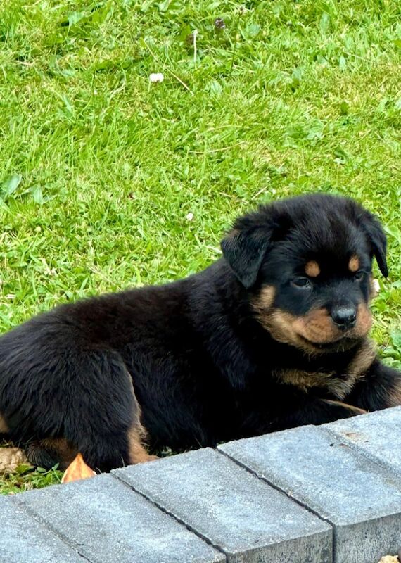 Rottweiler puppies for sale in Leicestershire – KC registered, 11 months old - Image 7 of 15