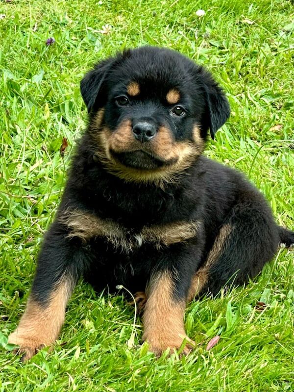 Rottweiler puppies for sale in Leicestershire – KC registered, 11 months old - Image 8 of 15