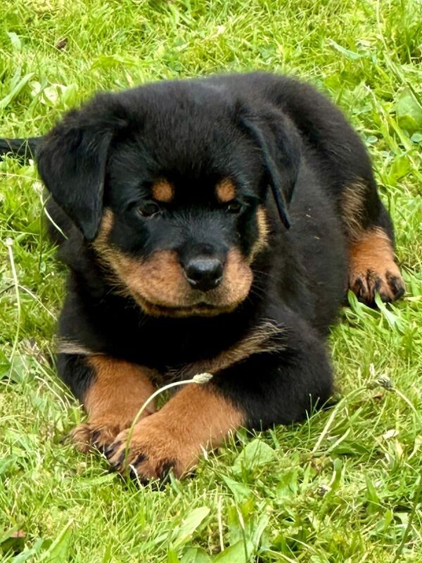 Rottweiler puppies for sale in Leicestershire – KC registered, 11 months old - Image 9 of 15
