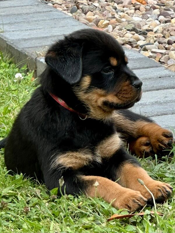 Rottweiler puppies for sale in Leicestershire – KC registered, 11 months old - Image 10 of 15