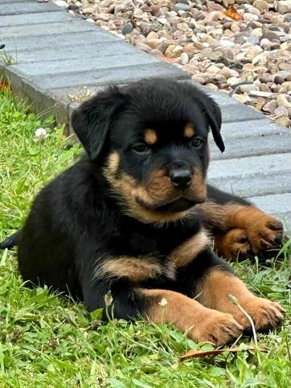 Rottweiler puppies for sale in Leicestershire – KC registered, 11 months old - Image 11 of 15