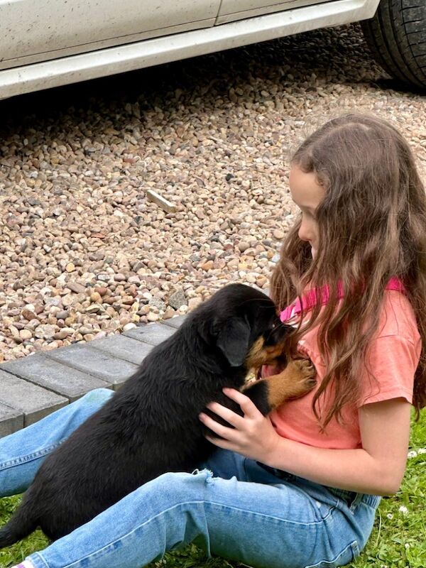 Rottweiler puppies for sale in Leicestershire – KC registered, 11 months old - Image 12 of 15