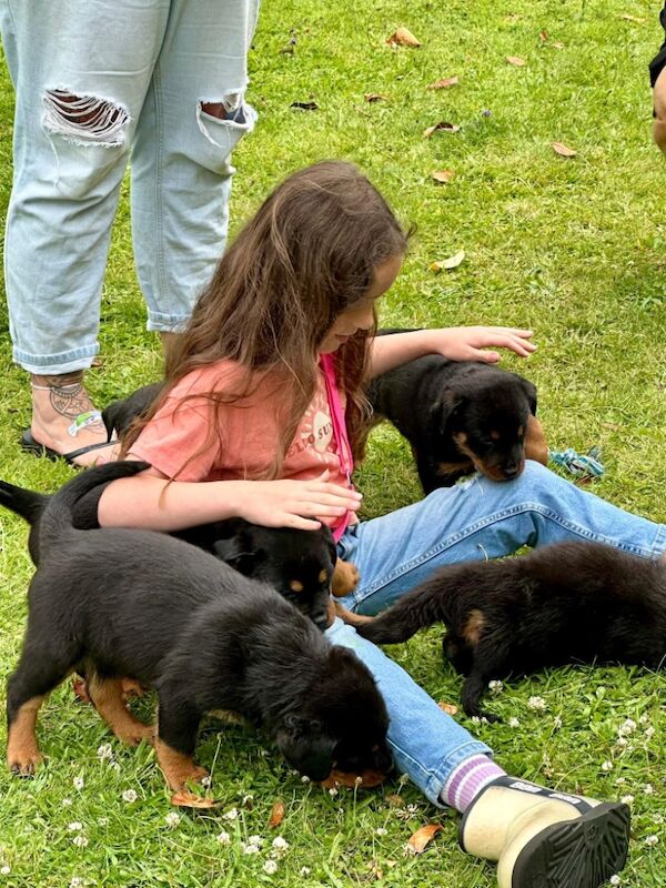Rottweiler puppies for sale in Leicestershire – KC registered, 11 months old - Image 13 of 15