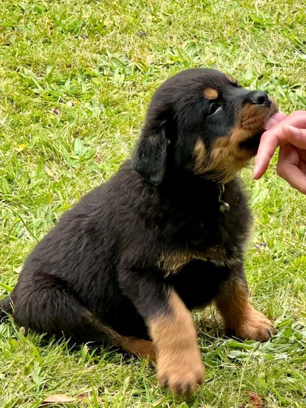 Rottweiler puppies for sale in Leicestershire – KC registered, 11 months old - Image 14 of 15