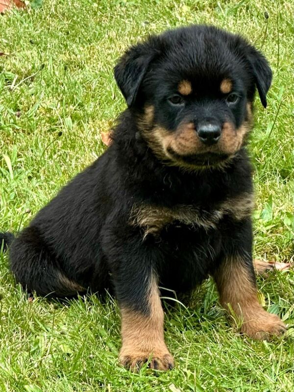 Rottweiler puppies for sale in Leicestershire – KC registered, 11 months old - Image 15 of 15