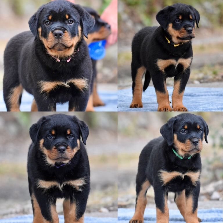 Rottweiler Puppies For Sale