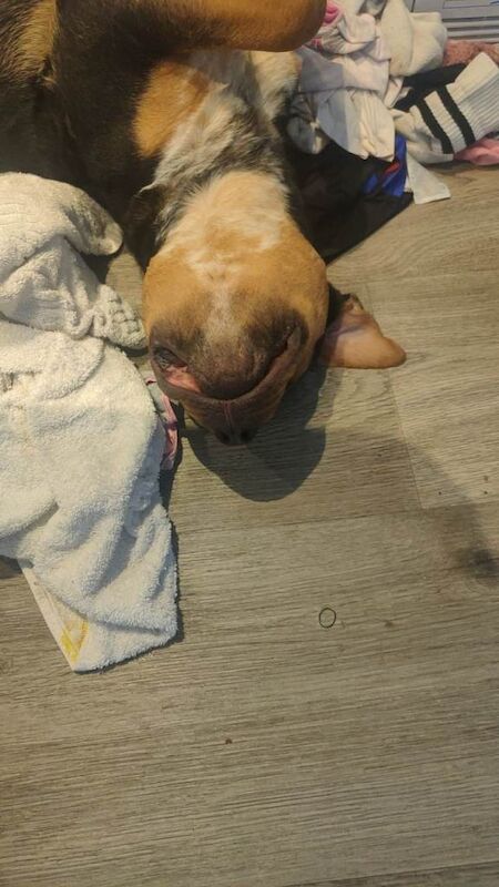 Rotti cross - Image 2 of 3