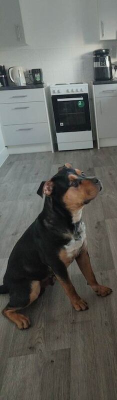 Rotti cross - Image 3 of 3