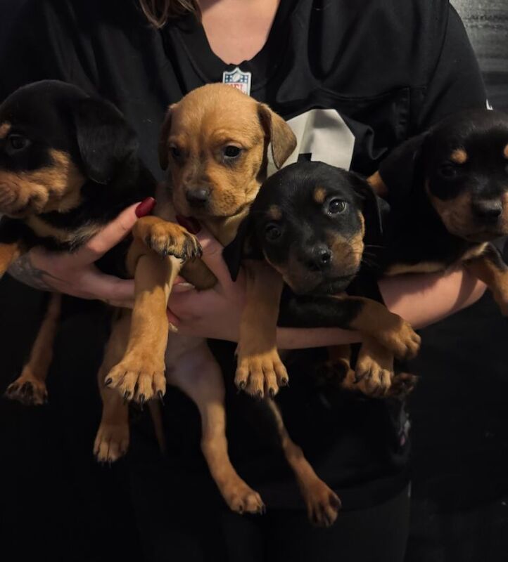 Rottweiler puppies for sale in Pinchbeck, Lincolnshire – 7 weeks old