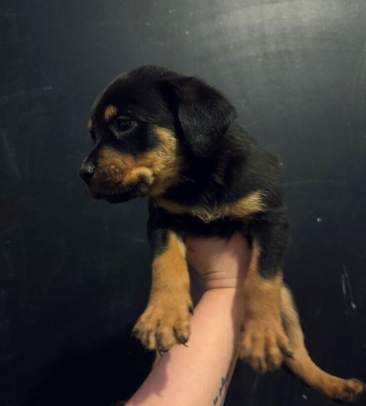 Rottweiler puppies for sale in Pinchbeck, Lincolnshire – 7 weeks old - Image 2 of 4