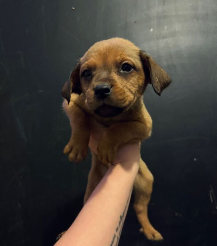 Rottweiler puppies for sale in Pinchbeck, Lincolnshire – 7 weeks old - Image 3 of 4