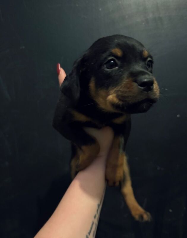 Rottweiler puppies for sale in Pinchbeck, Lincolnshire – 7 weeks old - Image 4 of 4