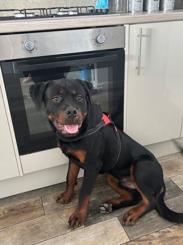 Rottweiler puppies for sale in Sheerness, Kent – 7 months old