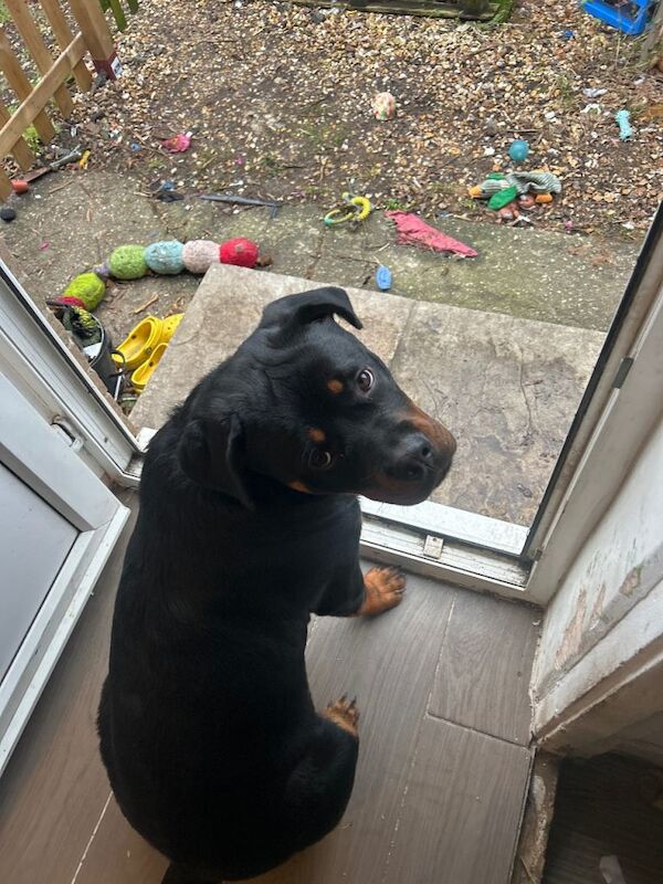 Rottweiler puppies for sale in Dorchester, Dorset – 11 months old