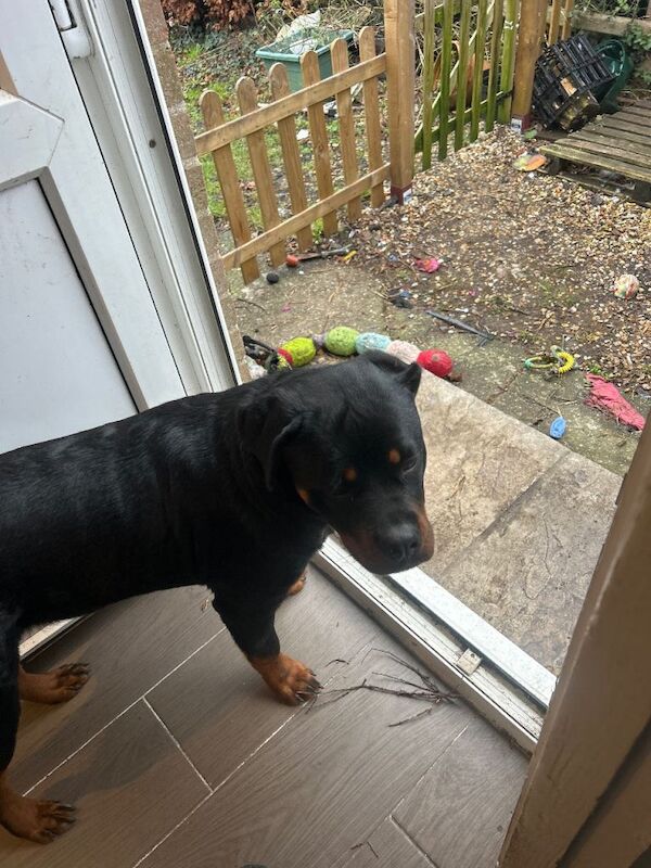 Rottweiler puppies for sale in Dorchester, Dorset – 11 months old - Image 2 of 2