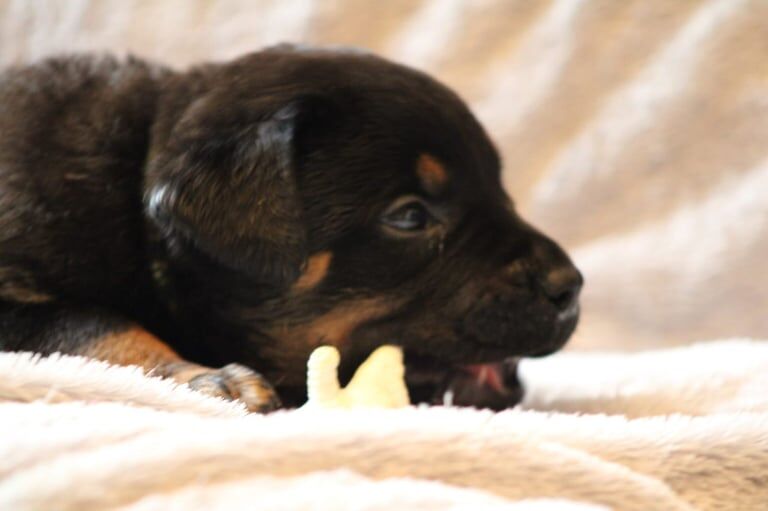 Rottweiler puppies for sale in Stoke-on-Trent, Staffordshire – 7 weeks old