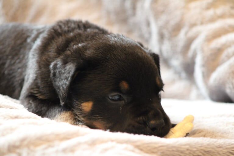Rottweiler puppies for sale in Stoke-on-Trent, Staffordshire – 7 weeks old - Image 2 of 6