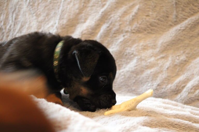 Rottweiler puppies for sale in Stoke-on-Trent, Staffordshire – 7 weeks old - Image 3 of 6