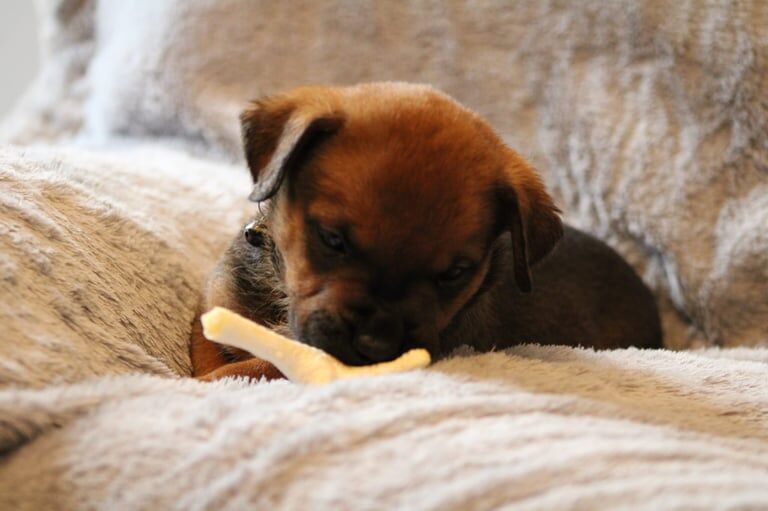 Rottweiler puppies for sale in Stoke-on-Trent, Staffordshire – 7 weeks old - Image 4 of 6