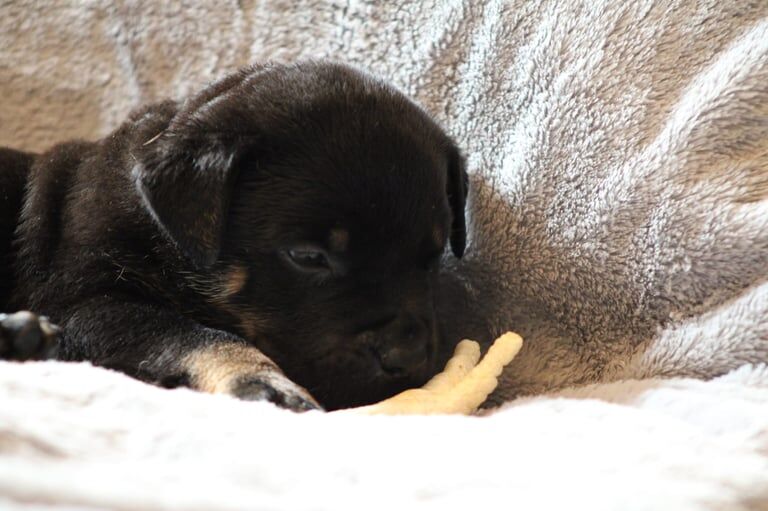 Rottweiler puppies for sale in Stoke-on-Trent, Staffordshire – 7 weeks old - Image 5 of 6