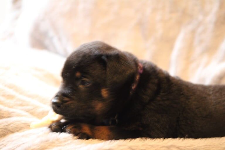 Rottweiler puppies for sale in Stoke-on-Trent, Staffordshire – 7 weeks old - Image 6 of 6