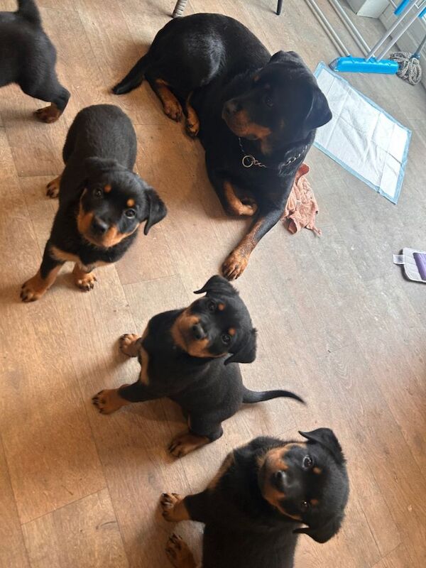 Rottie puppies ready to go now