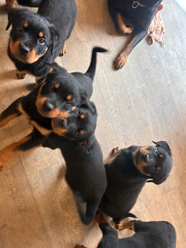 Rottie puppies ready to go now - Image 2 of 3
