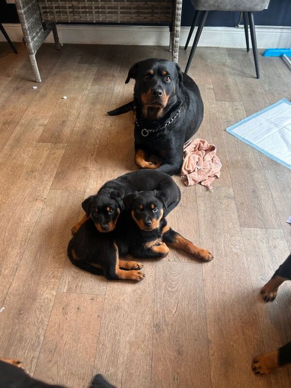 Rottie puppies ready to go now - Image 3 of 3